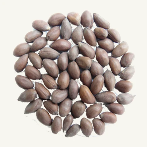 Cotton Seed