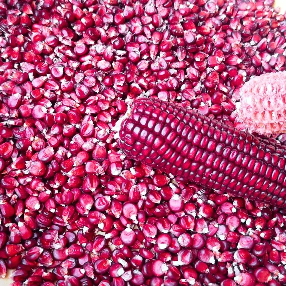 Red Corn