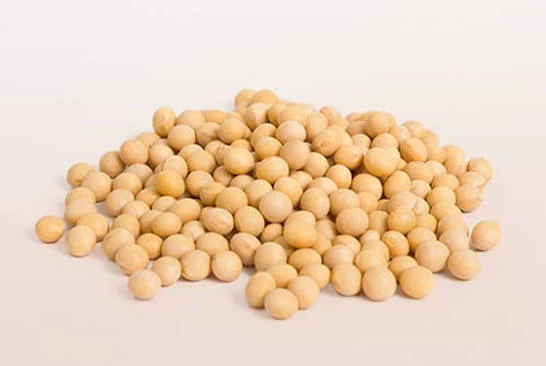 Soybean Seed